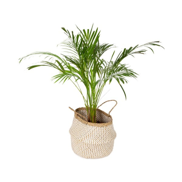 Cesto portaoggetti in seagrass chiaro , ⌀ 35 cm Zic Zac - Compactor-image-4