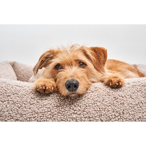 Cuccia per cani beige in bouclé 71x91 cm Senso Greige M - MiaCara-image-1