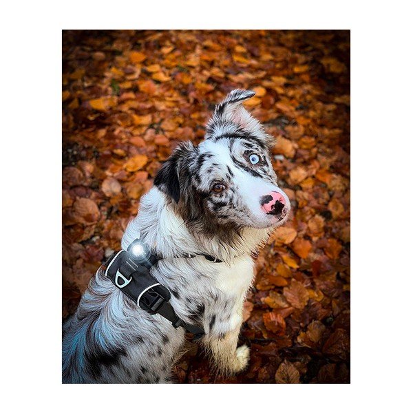 Luce per collare a LED Dark - Orbiloc-image-3