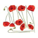Set di adesivi murali Vermeil Poppies, 60 x 70 cm - Ambiance