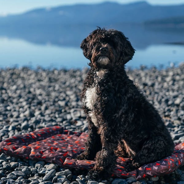 Cuccia da viaggio marrone per cane 50x75 cm Outdoor Chill Pad Mocha M – P.L.A.Y.-image-4