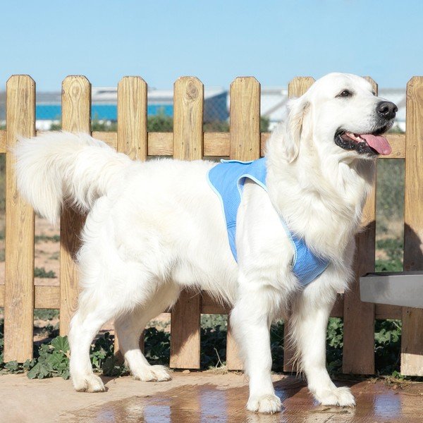 Gilet refrigerante per animali domestici di grossa taglia, taglia. L - InnovaGoods-image-1