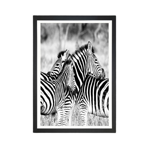 Pittura Zebre, 24 x 29 cm Brighton Zebras - Tablo Center