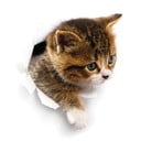 Adesivo murale Gatto che si nasconde - Ambiance