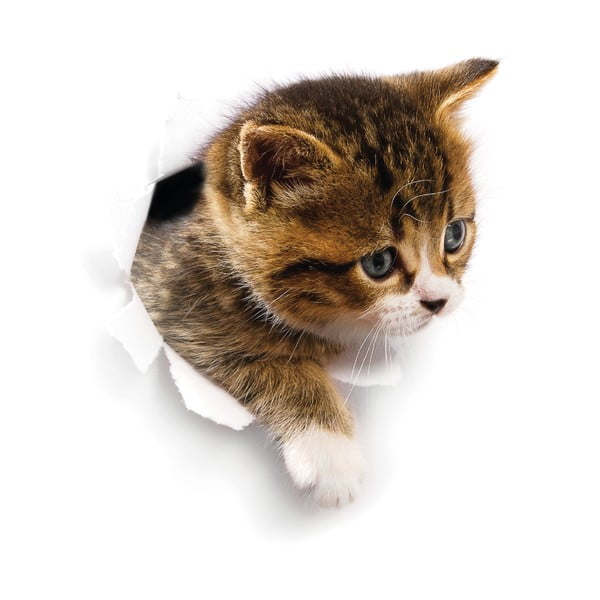 Adesivo murale Gatto che si nasconde - Ambiance