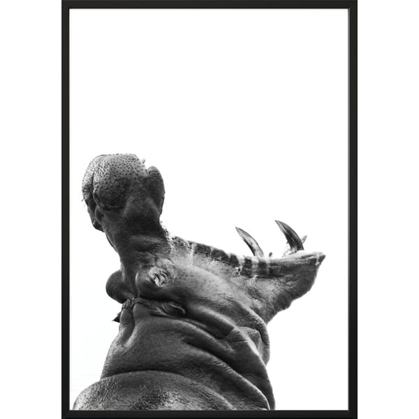 Poster , 100 x 70 cm Hippopotamus - DecoKing
