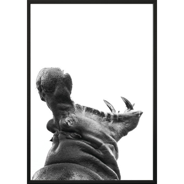 Poster , 100 x 70 cm Hippopotamus - DecoKing