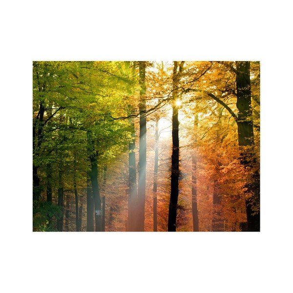 Carta da parati di grande formato , 400 x 309 cm Beautiful Autumn - Artgeist