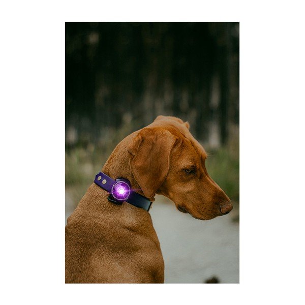Luce per collare a LED Purple - Orbiloc-image-4