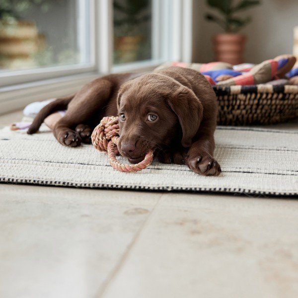 Giocattolo per cani Otto – OYOY Living Design-image-3