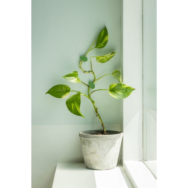 Clip per piante in plastica riciclata 10 pz. - Esschert Design-image-1