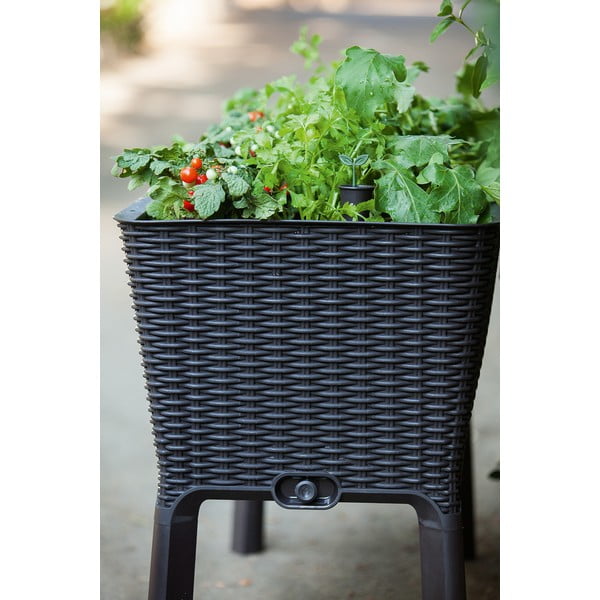Petto Easy Grow - Keter-image-2