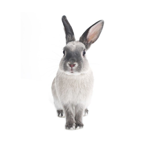 Adesivo murale , 53 x 115 cm Rabbit Harry - Dekornik