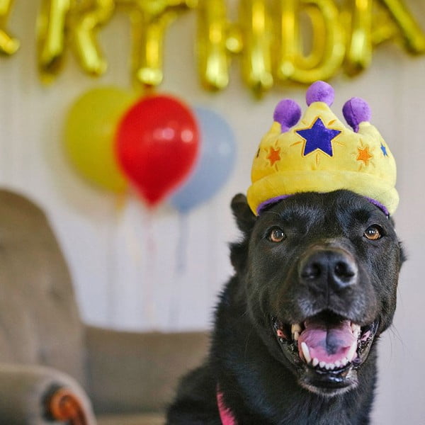 Giocattolo per cane Royal Crown - P.L.A.Y.-image-1