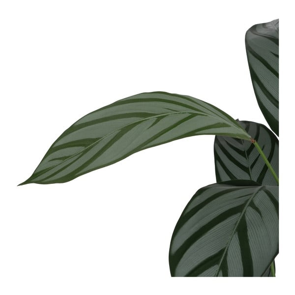 Pianta artificiale (altezza 150 cm) Calathea - Ixia-image-3