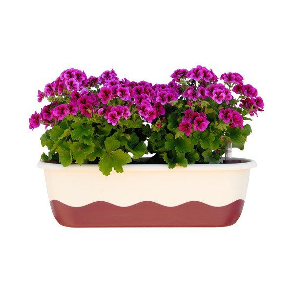Fioriera autoinnaffiante bianca e rosa Mareta, lunghezza 60 cm - Plastia-image-1