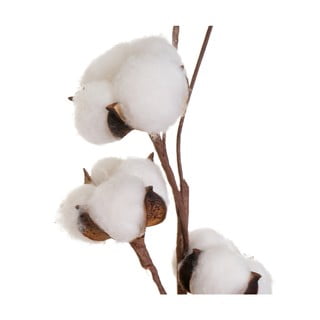 Pianta essiccata (altezza 55 cm) Cotton - Casa Selección