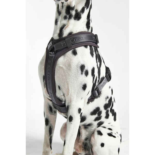 Pettorina grigio scuro taglia L lunghezza 42 cm Modena Asphalt L - MiaCara-image-2