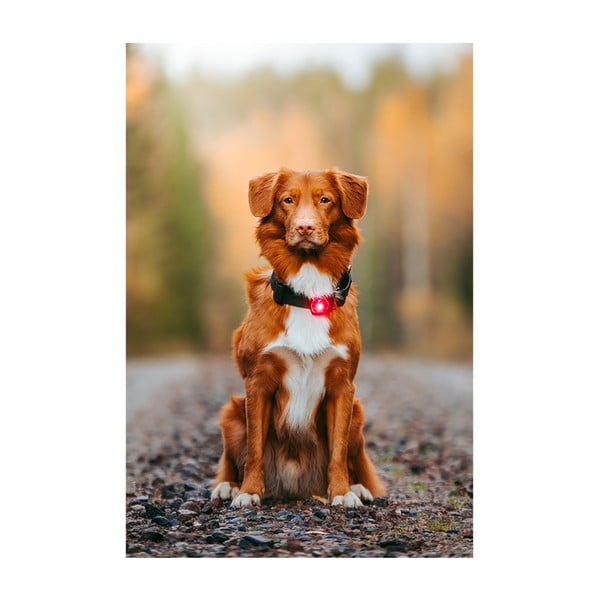 Luce per collare a LED Red - Orbiloc-image-3