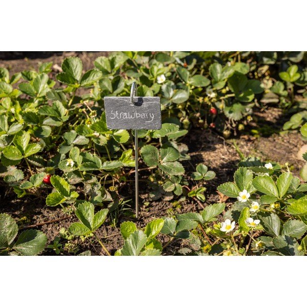 Etichette per piante nel set - Esschert Design-image-3