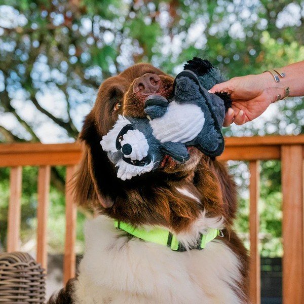 Giocattolo per cane Procione - P.L.A.Y.-image-1