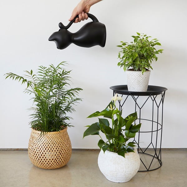 Annaffiatoio in plastica da 2 l Meow - Balvi-image-2