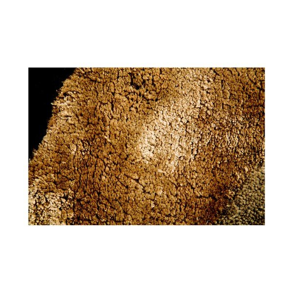 Koberec Flair Rugs Botanical Saria, 90 x 150 cm-image-4