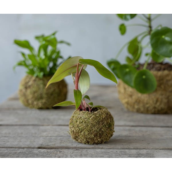 Vaso ø 9 cm Kokedama - Esschert Design-image-2