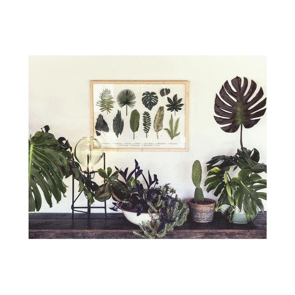 Quadro con cornice in legno di pino Guida alle foglie, 50 x 70 cm Leaves Guide - Surdic-image-1