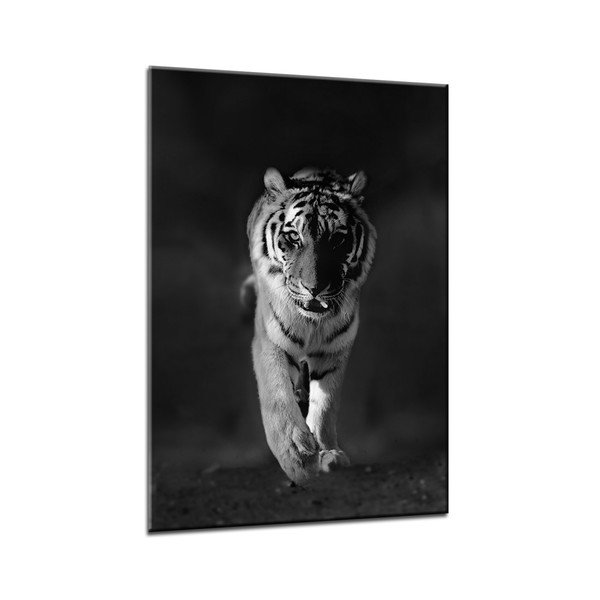 Immagine Glasspik Animali Tigre, 70 x 100 cm - Styler