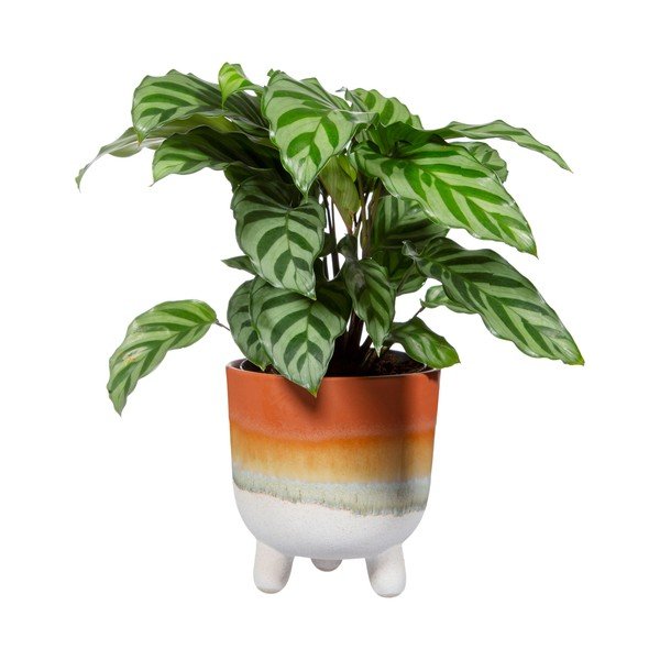 Vaso da fiori in terracotta Bohemian Home , ø 11,7 cm Mojave - Sass & Belle-image-2