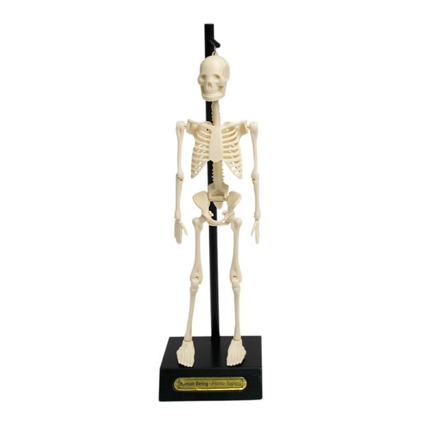 Modello di scheletro anatomico Anatomical Skeleton - Rex London