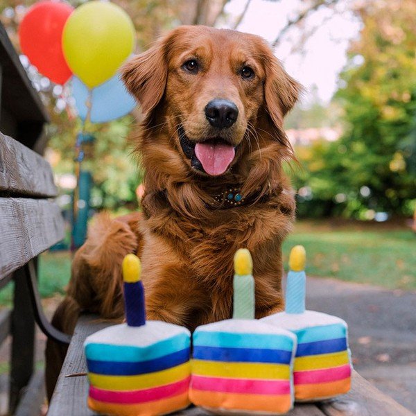 Giocattolo per cane Torta di compleanno - P.L.A.Y.-image-1