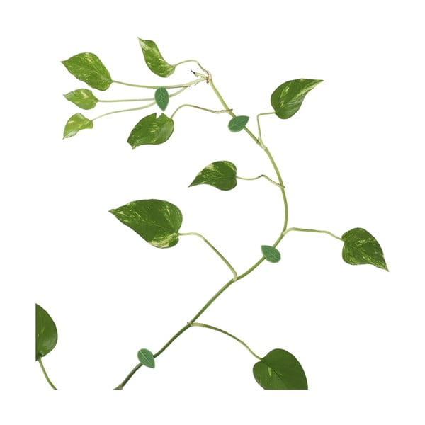 Clip per piante in plastica riciclata 10 pz. - Esschert Design-image-2