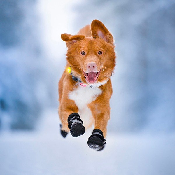 Luce per collare a LED Yellow - Orbiloc-image-1