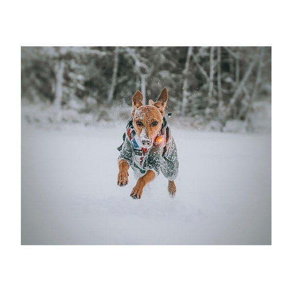 Luce per collare a LED Yellow - Orbiloc-image-4