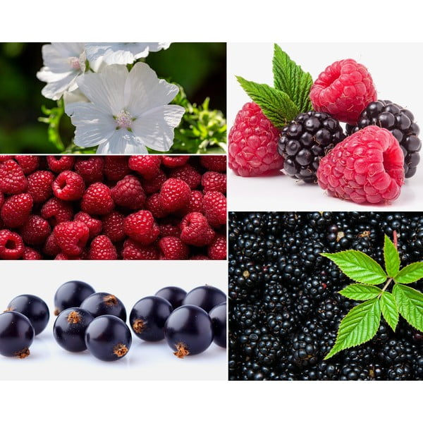 Candela di soia profumata tempo di combustione 35 h Mûre-Musc - Privé Home-image-2