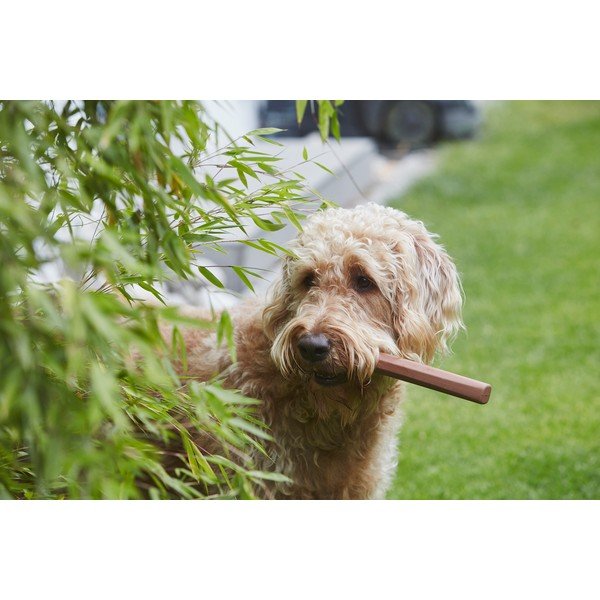 Giocattolo per cani Ramo Sandalwood - MiaCara-image-1