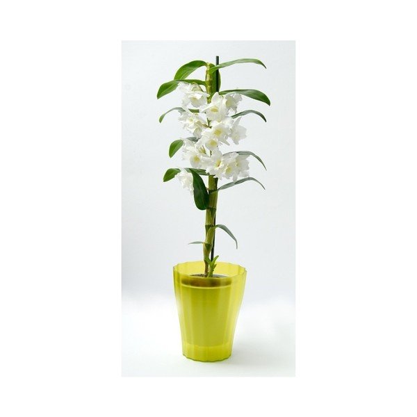 Vaso verde Trasluscent Ola, ø 13,4 cm - Plastia-image-1