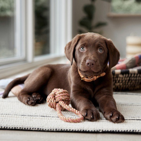 Giocattolo per cani Otto – OYOY Living Design-image-1
