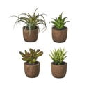Piante artificiali in set da 4 (altezza 10 cm) Cactus - Casa Selección
