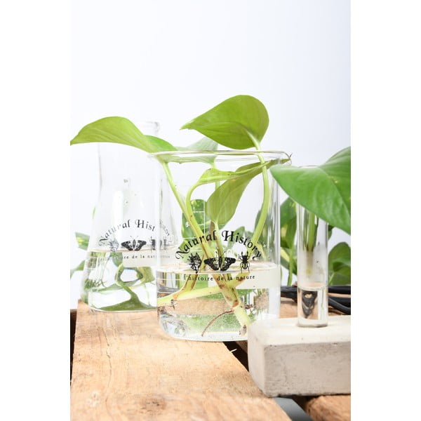 Vaso in vetro (altezza 12 cm) Natural History - Esschert Design-image-2