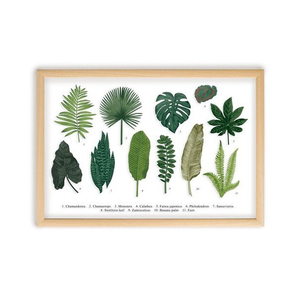 Quadro con cornice in legno di pino Guida alle foglie, 50 x 70 cm Leaves Guide - Surdic