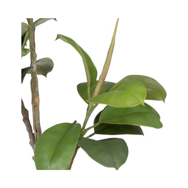 Pianta artificiale (altezza 116 cm) Oak Tree - Ixia-image-1