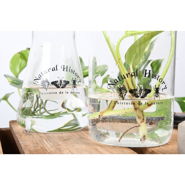 Vaso in vetro (altezza 12 cm) Natural History - Esschert Design-image-3