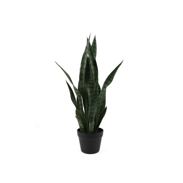 Pianta essiccata (altezza 66 cm) Sansevieria - PT LIVING