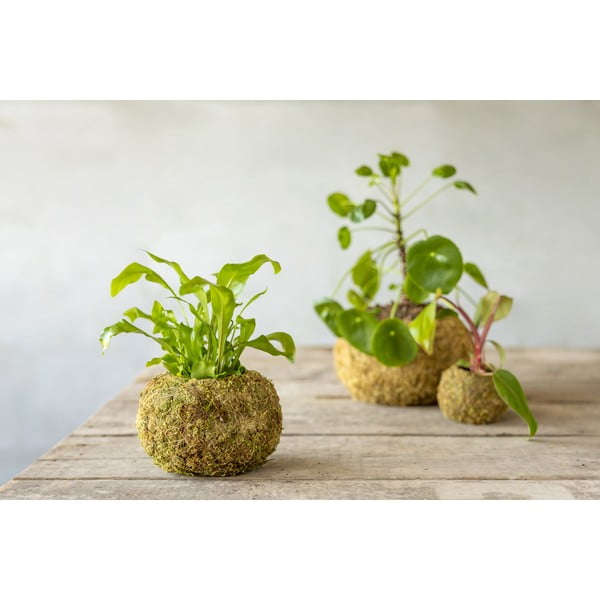 Vaso ø 14,5 cm Kokedama - Esschert Design-image-2