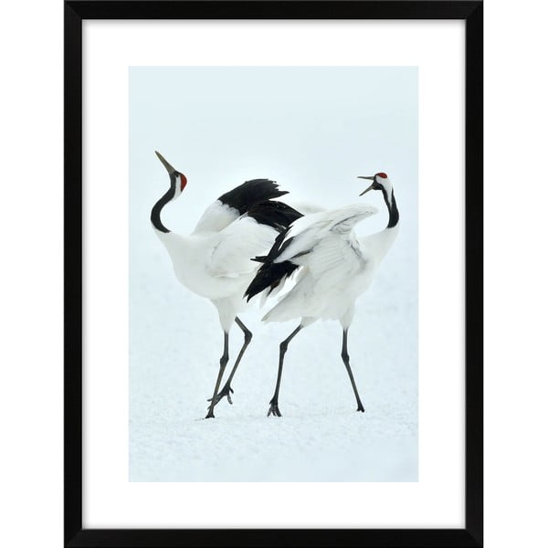 Poster 30x40 cm Dancing Herons - knor