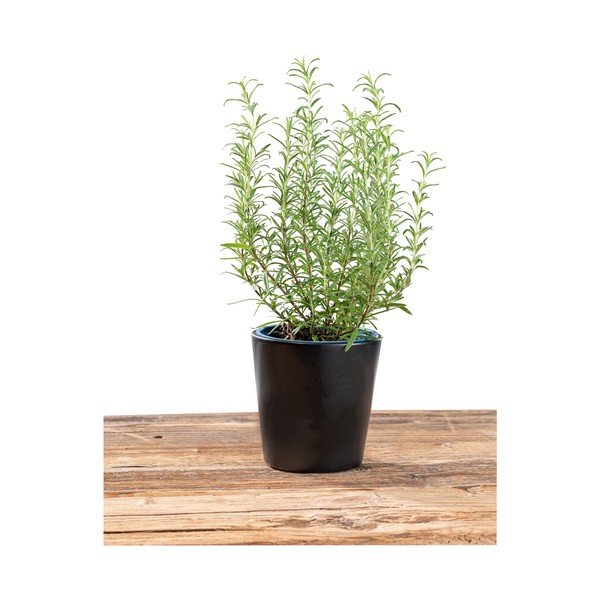 Contenitore in ceramica per vaso di erbe aromatiche ø 13 cm Black Outdoor Kitchen Kuro - Wenko-image-4