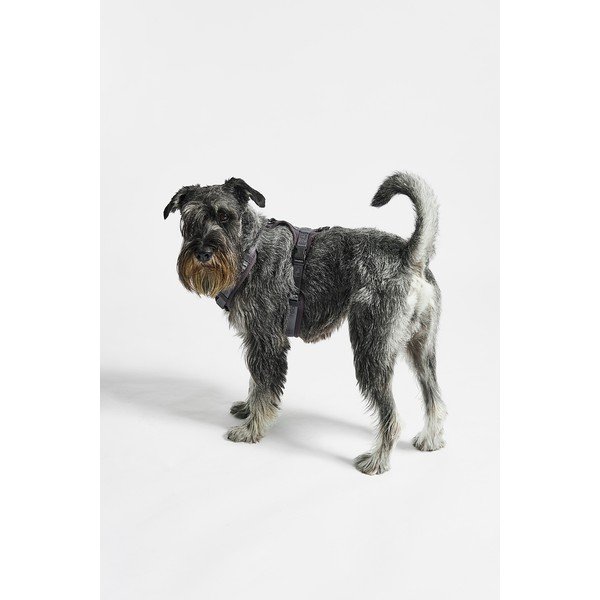 Pettorina grigio scuro taglia S lunghezza 30 cm Modena Asphalt S - MiaCara-image-1